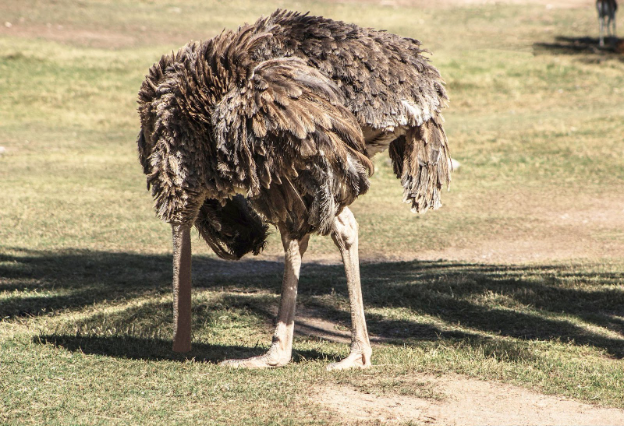 The expensive ostrich technique